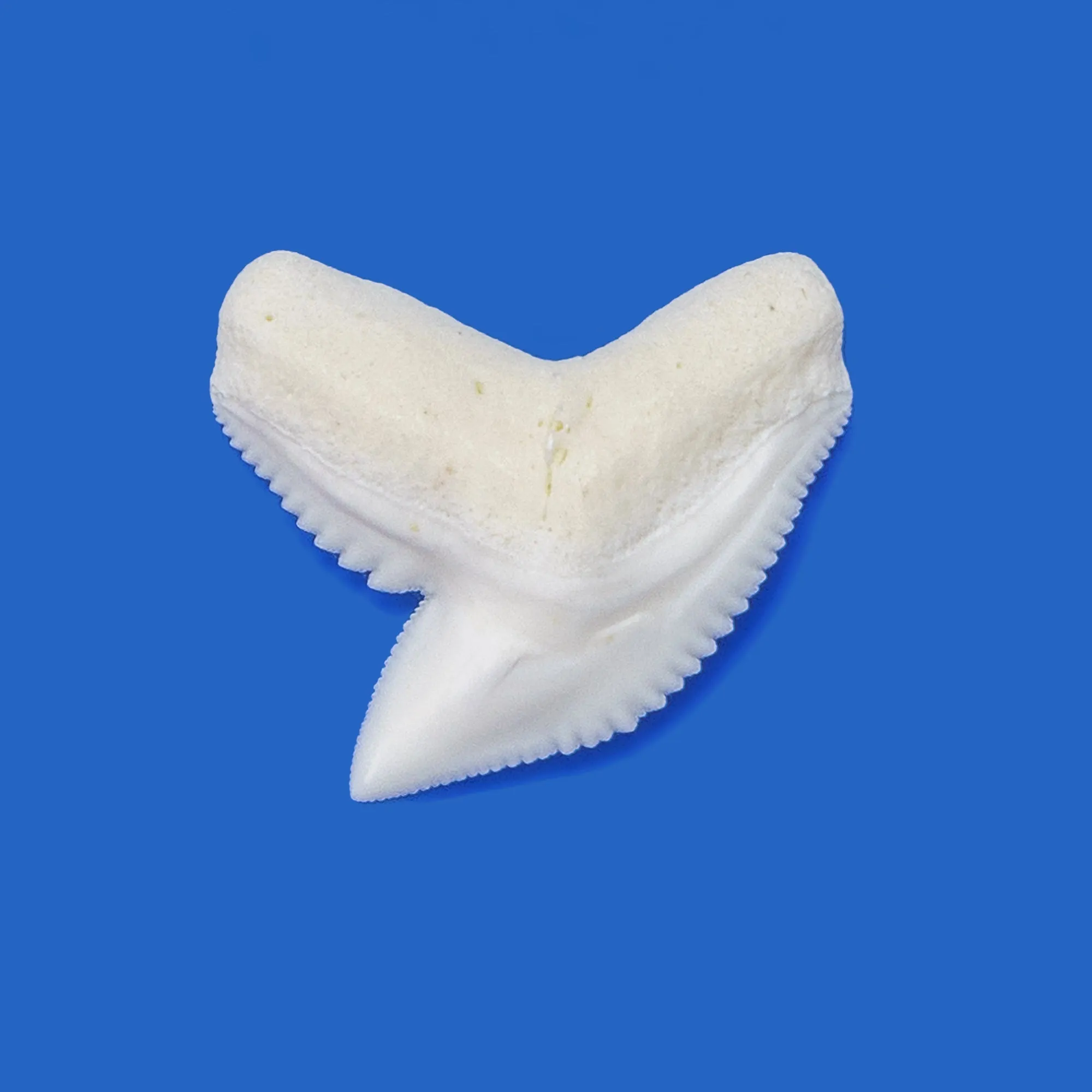 Boxed Tiger Shark Tooth