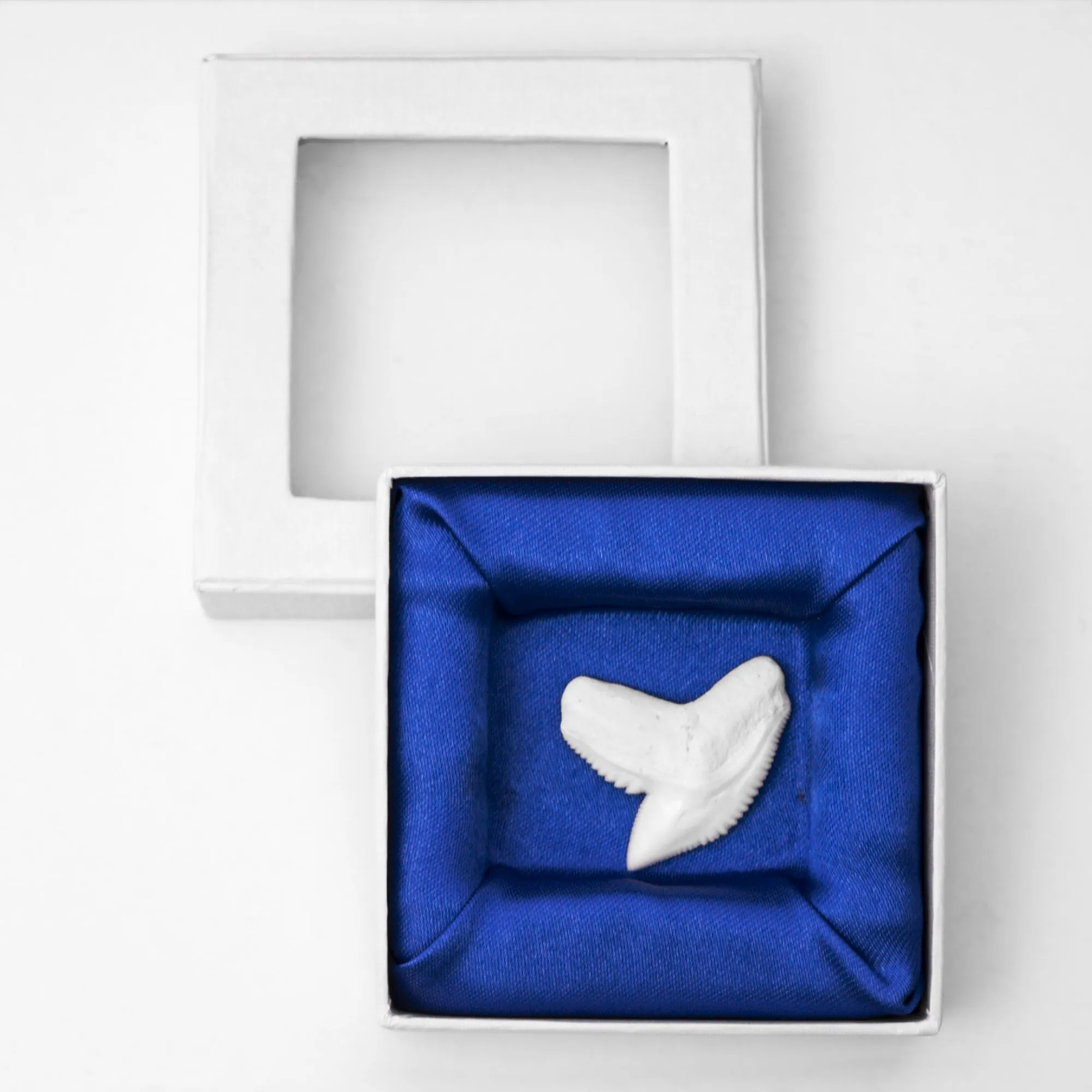 Boxed Tiger Shark Tooth