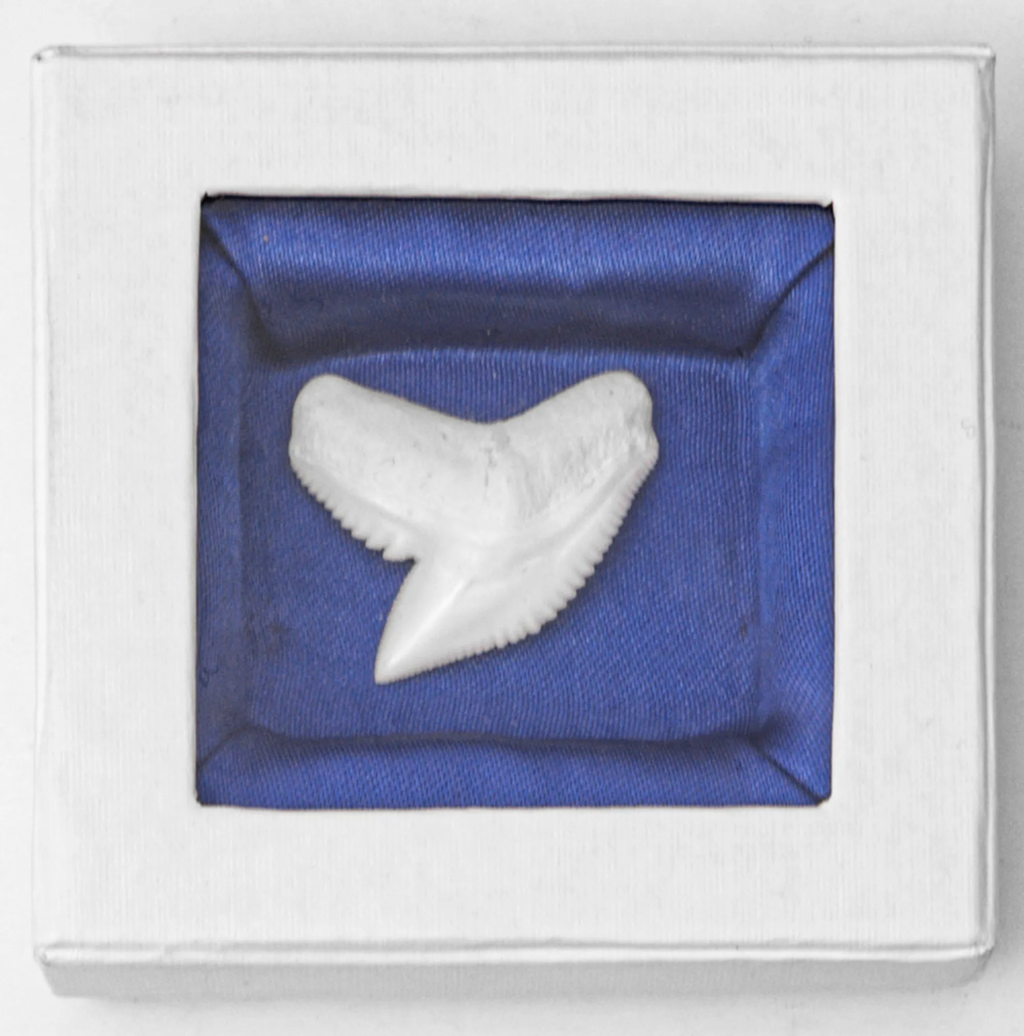 Boxed Tiger Shark Tooth
