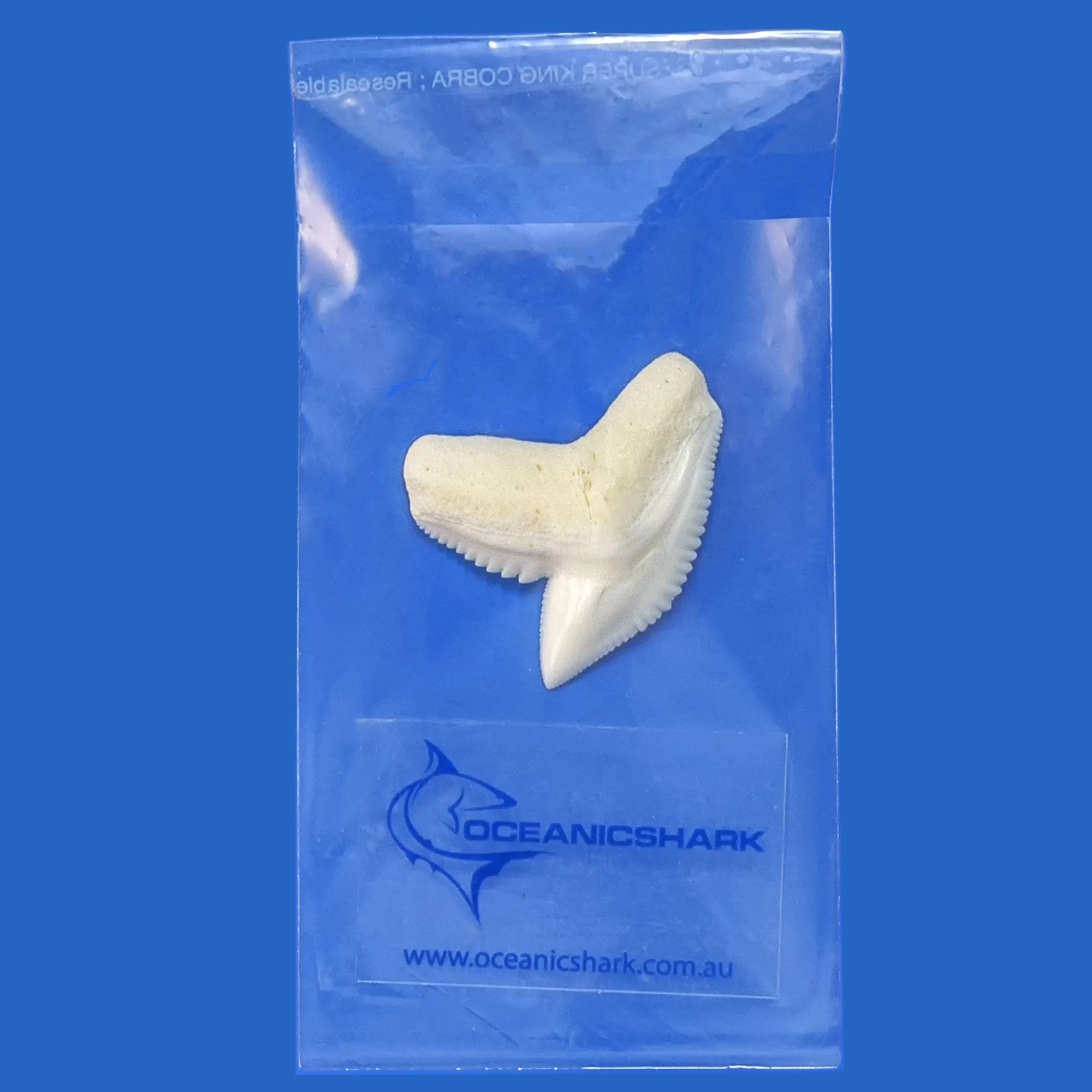 Boxed Tiger Shark Tooth