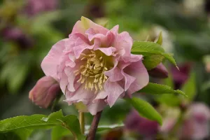 Helleborus x hybridus 'Double Ellen Pink' -  1 Gallon Potted Perennial