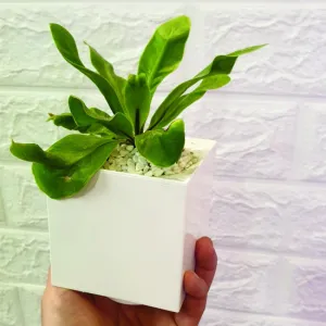 Modular Smart Pot (Single)